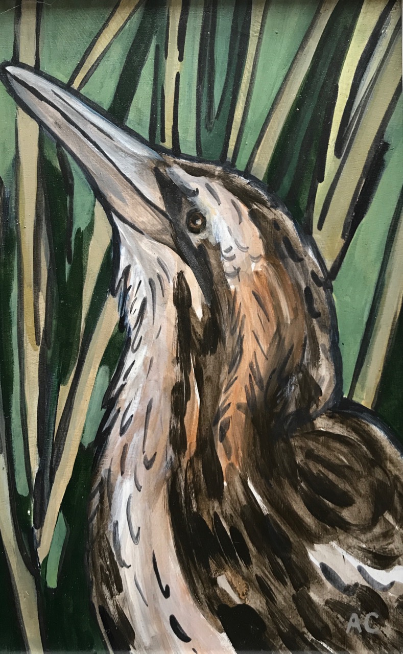 Australasian Bittern