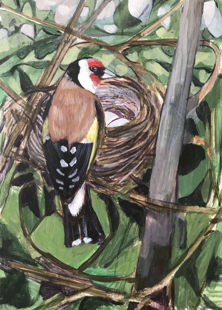 European Goldfinch
