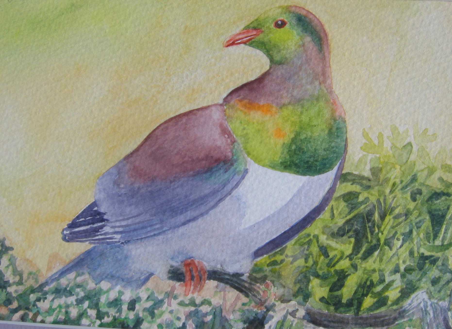Kereru